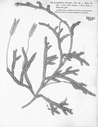 Lycopodium clavatum image